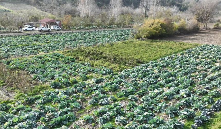 Osmaniye’de lahana hasadı yapıldı