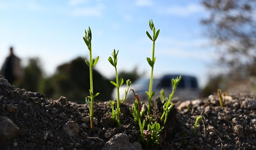Osmaniye'de yangından etkilenen 45 hektarlık alan 7 bin 500 fidanla yeşertilecek