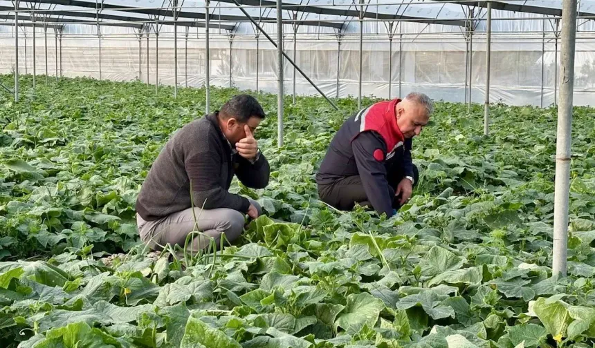 Hatay’da Sera Hibesi Üretimi Arttırdı