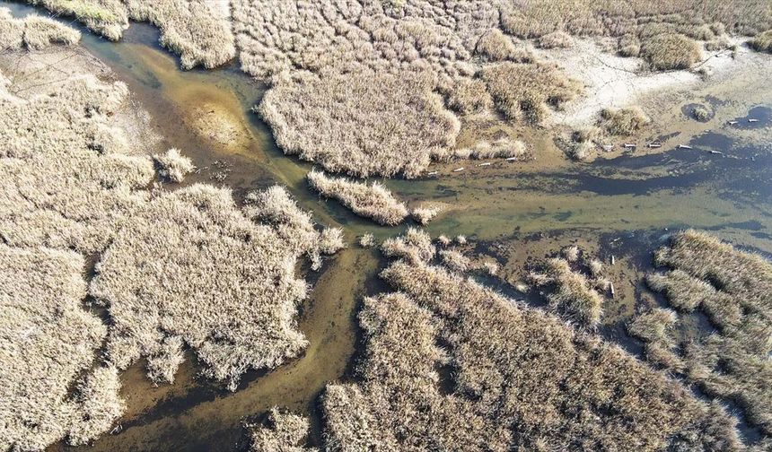 Yağışlarla nefes alan Bafa Gölü'nde doğal yaşam yeniden canlandı