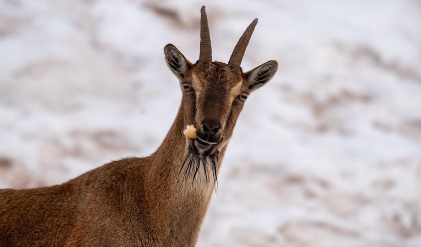 Adıyaman'da yaban keçileri karlı bölgede yiyecek ararken görüntülendi
