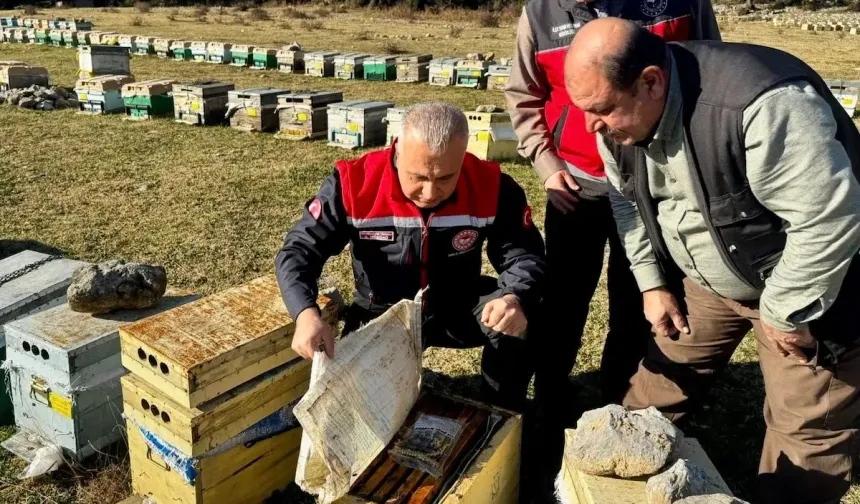 Hatay'da Arıcılık Ne Durumda? İl Tarım Müdürü'nden Yakın Takip