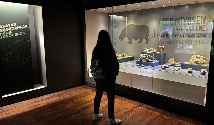 Çankırı Müzesi'ndeki milyon yıllık fosiller geçen yıl 39 bine yakın ziyaretçi çekti
