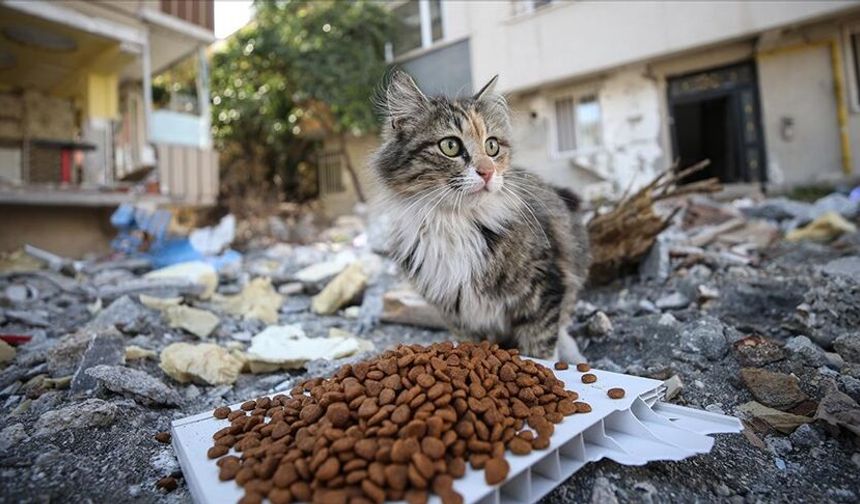 Sokak Hayvanlarını Beslemek Yasaklandı!