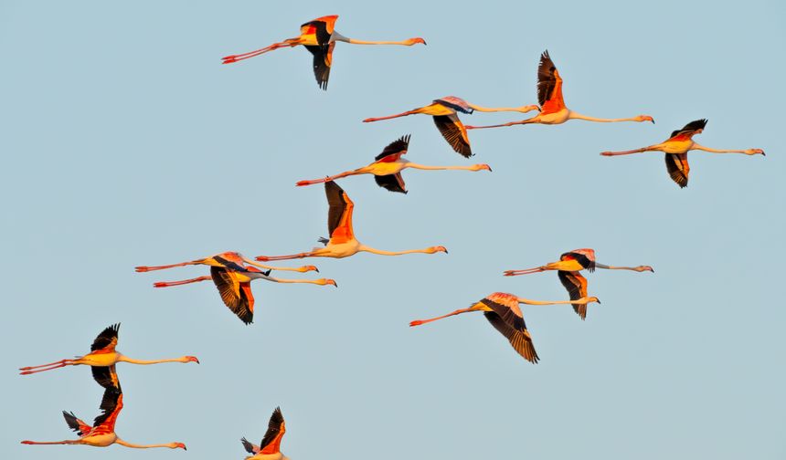 Adana, Hatay, Mersin, Kayseri, Osmaniye ve Niğde'de 287 bin 254 su kuşu sayıldı