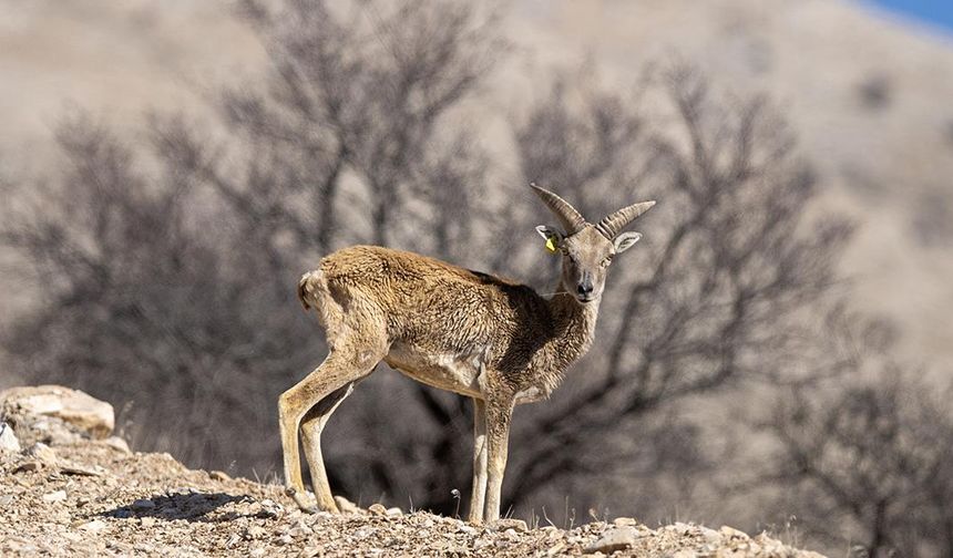 'Anadolu cerenleri' Konya'daki doğal yaşam alanlarında görüntülendi