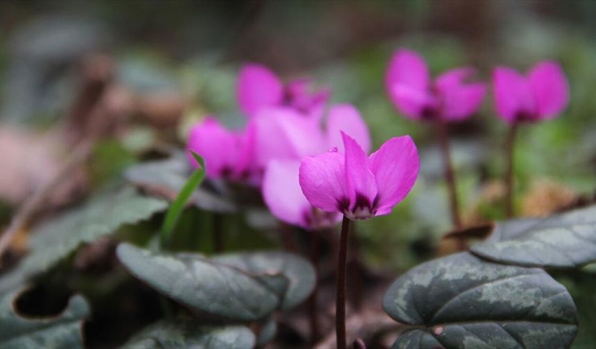 Çorum'da yabani sıklamenler çiçek açtı