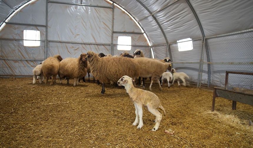 Depremde ahırı yıkılan küçükbaş hayvan yetiştiricisi, devlet desteğiyle üretimini sürdürüyor