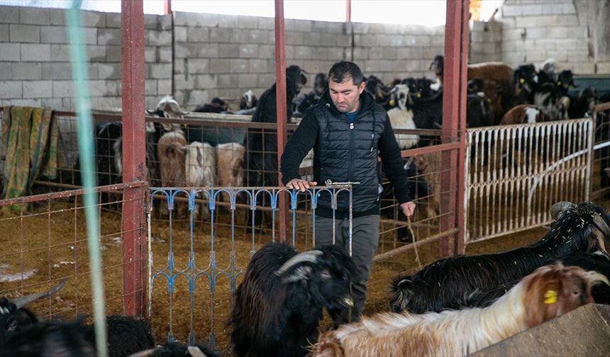 Depremde hayvanlarını kaybeden besici, üretime devlet desteğiyle tutundu