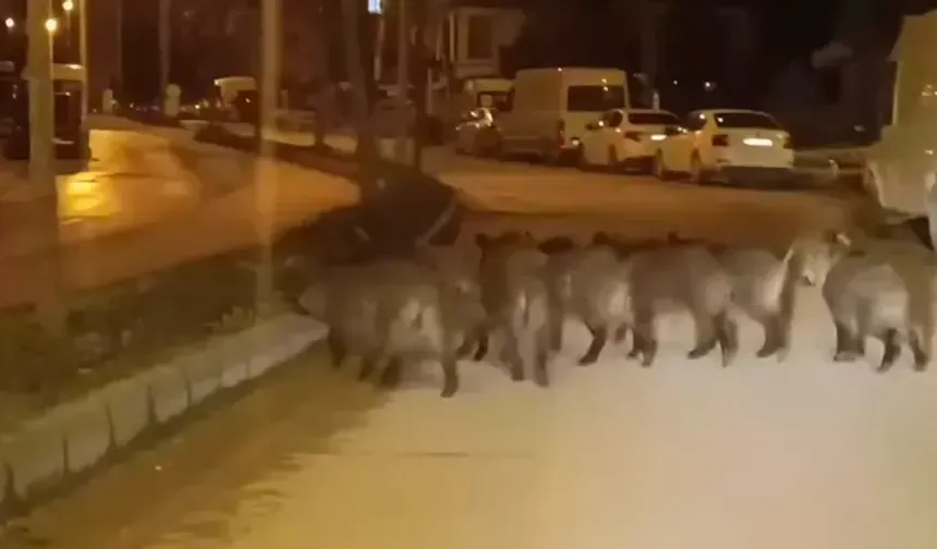 Defne'de Aç Kalan Yaban Domuzları Mahalleye İndi