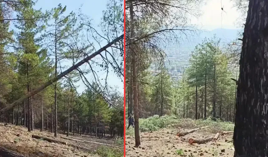 Hassa’da Köy Evleri İçin Ormanlık Alan Feda Mı Ediliyor?