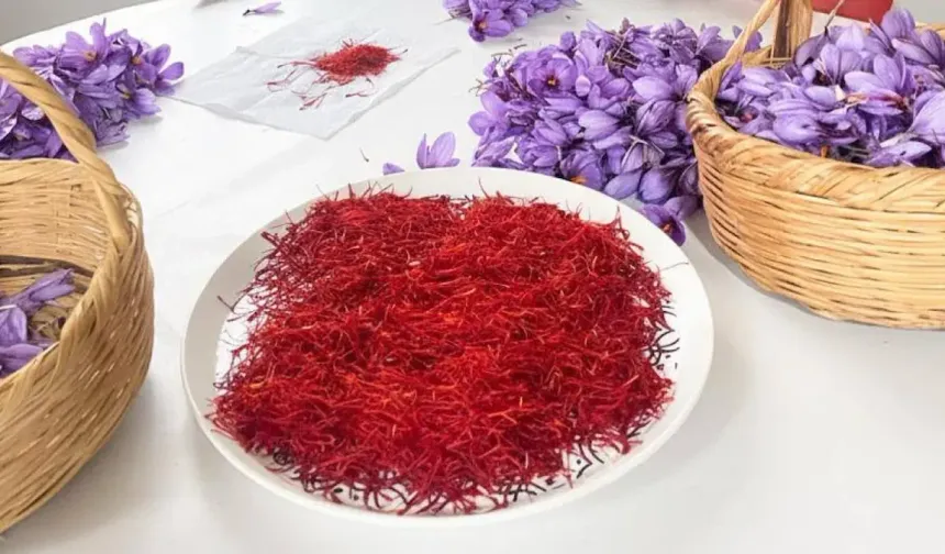 Hatay’da Bilim Destekli Safran Üretimi Büyüyor