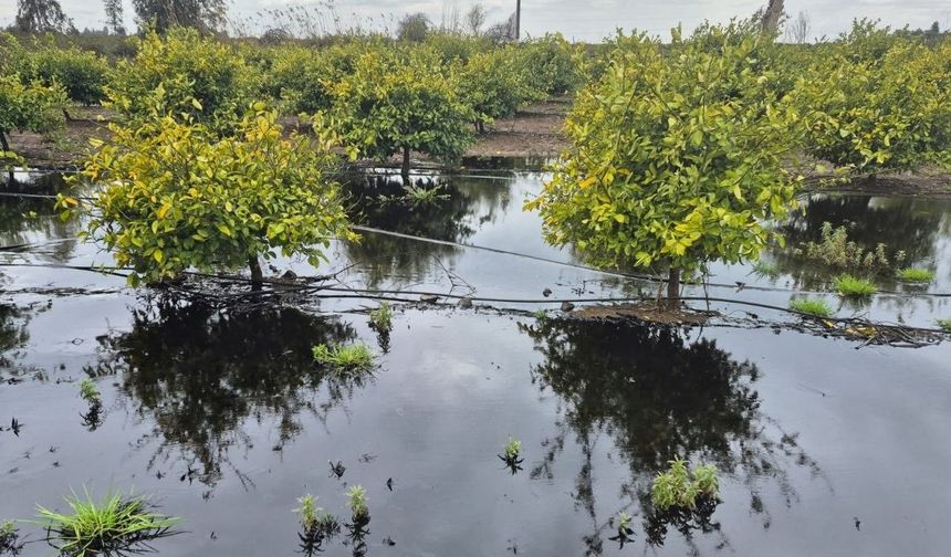 Yağmur Felaketi Getirdi: Akaryakıt Tankeri Portakal Bahçesine Devrildi