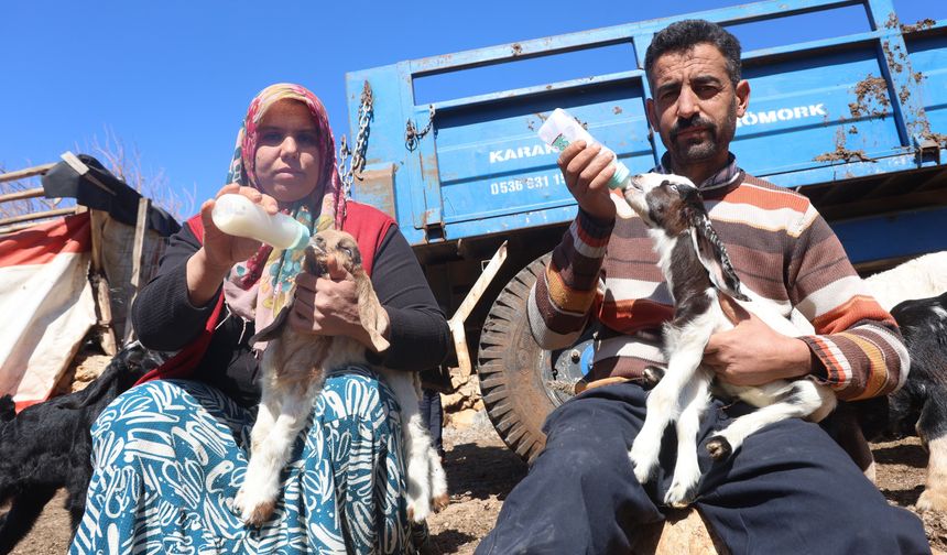 Hatay’da Zehirli Su Faciası: Anneler Öldü, Kuzular Açlıkla Savaşıyor