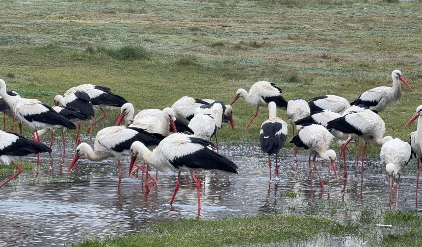 Hatay’dan Havalanan Leylekler İstanbul Semalarında