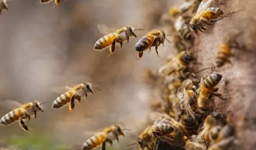 Arılar En Önemli Canlı Türü İlan Edildi: Arılar Yok Olursa Ne Olur?