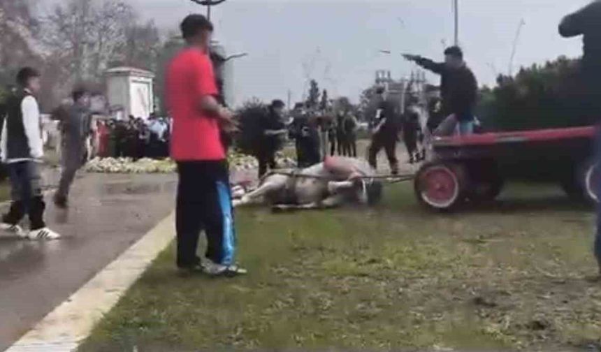 Koşamayan Atını Sopa ve Tekmeyle Bayılttı