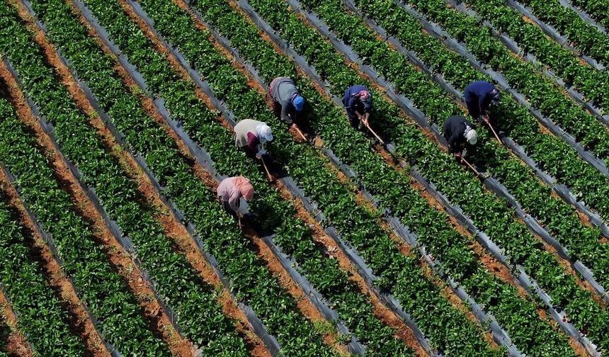 Çiftçilere 12,3 milyar TL Tarımsal Destekleme Ödemesi Yapılacak