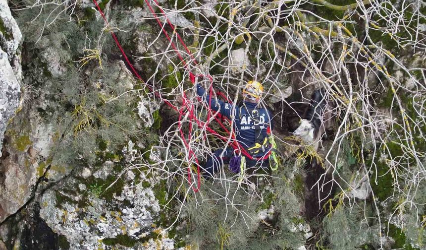 Dağda mahsur kalan keçi kurtarıldı