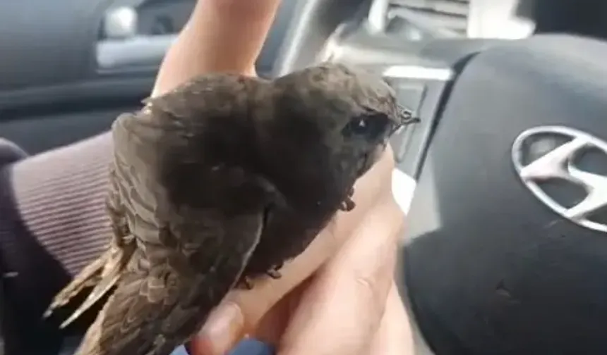 Hatay'da Kadir Gecesi’nde Yaralı Bulunan Ebabil Kuşu Kurtarıldı!