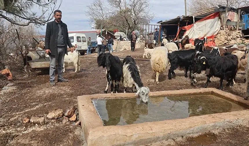 Hatay’da Zehirli Su Şüphesi: 43 Küçükbaş Telef Oldu
