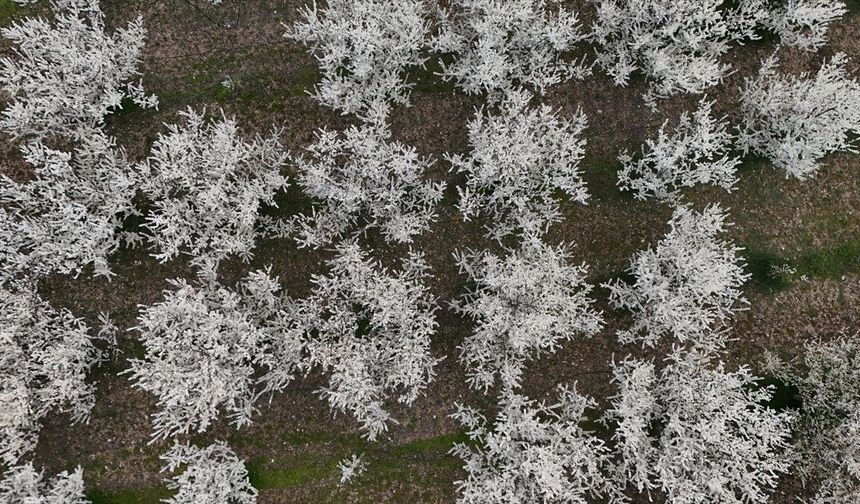 Isparta'da çiçek açan meyve ağaçları havadan görüntülendi