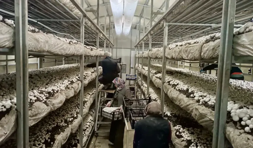 Hatay’da Mantar Üretiminde Artış Gözlendi