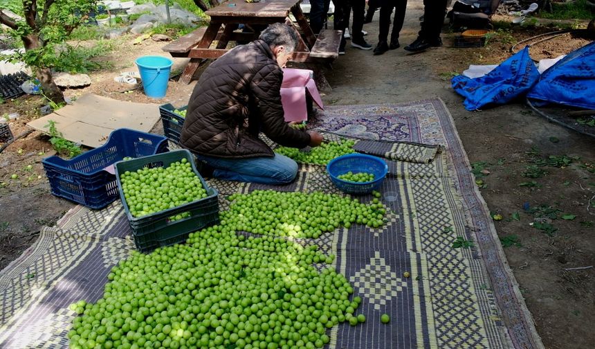 Örtü Altında Yetiştirilen Erikte Hasat Mesaisi