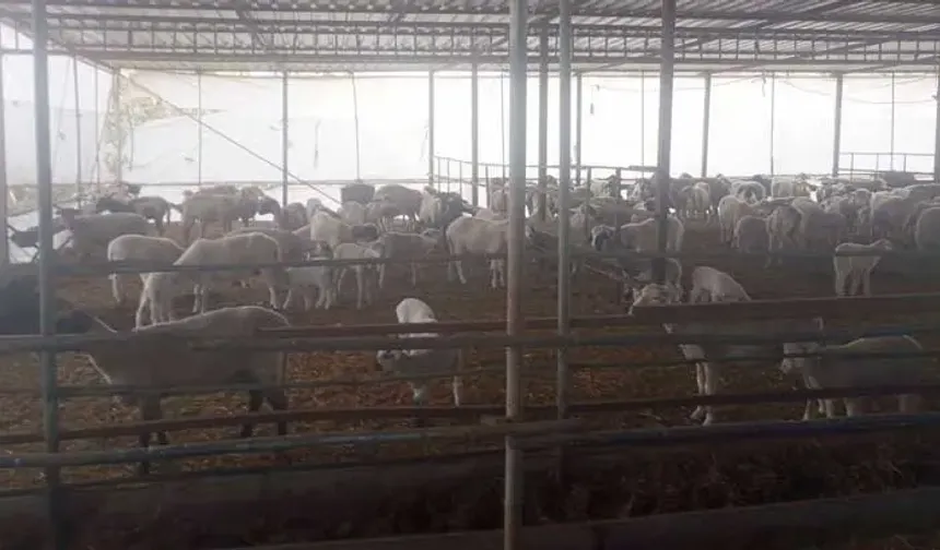 Samandağ'da Aç Kalan Çakallar Ağıllara Saldırdı: Koyunlar Telef Oldu!