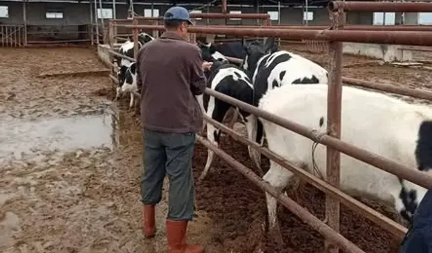 Hatay Genelinde Şap Aşılama Çalışmaları Başlatıldı