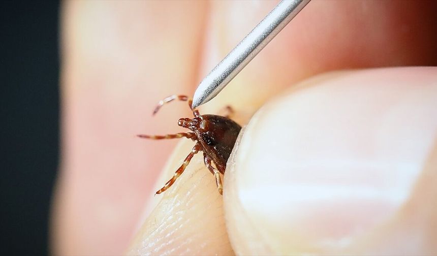 Yoğun Yağış Kene Artışını Sağladı: Kırım Kongo Uyarısı Geldi!