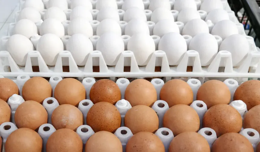 Yumurta Pazarında Yeni Dönem: Raflardan kaldırılıyor