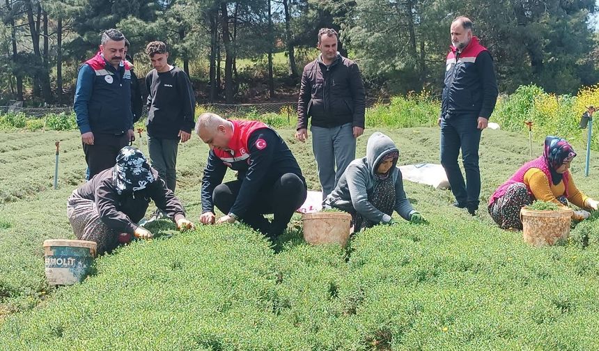 Altınözü’nde Zahter Hasadı Başladı: Bereketli Sezon Umudu