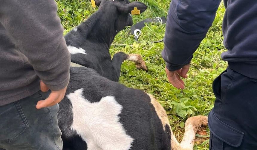 Hatay’da Gölette Mahsur Kalan Büyükbaş Kurtarıldı