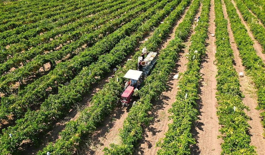 Çiftçilere yaklaşık 17,4 milyar lira tarımsal destekleme ödemesi bugün yapılacak