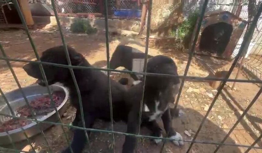 Dövüş köpeği üretip yavruların kulaklarını kesen işletmeye 323 bin TL ceza