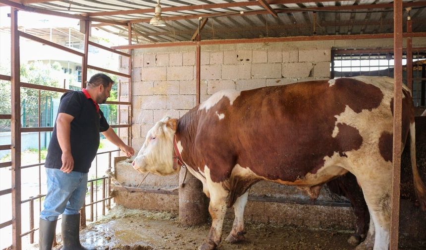 Hatay'da 1 ton 130 kilogramlık 'Emir' Alıcısını Bekliyor