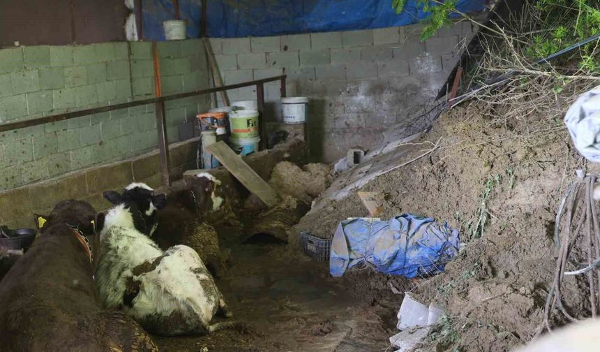 Hatay'da Heyelan: Ahırda Hayvanlar Mahsur Kaldı