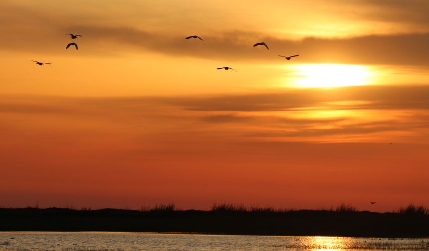 Hatay'da Milleyha Sulak Alanı Göçmen Kuşların Uğrak Noktası Oldu