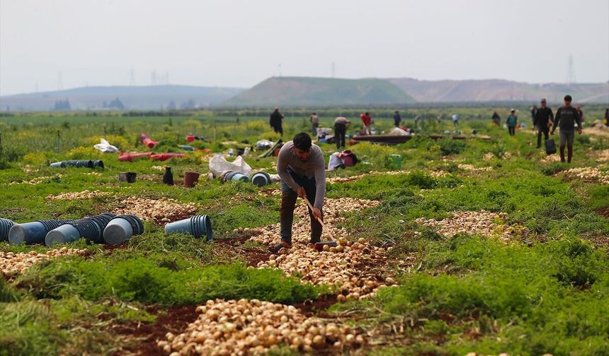 Hatay'da turfanda soğan hasadına başlandı