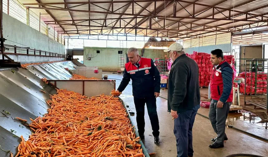 Hatay’da Havuç Üretim Tesisine İnceleme