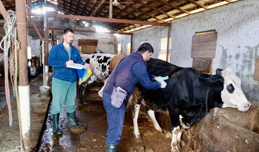 Hatay'da Salgın Hastalığa Karşı Aşılama Seferberliği