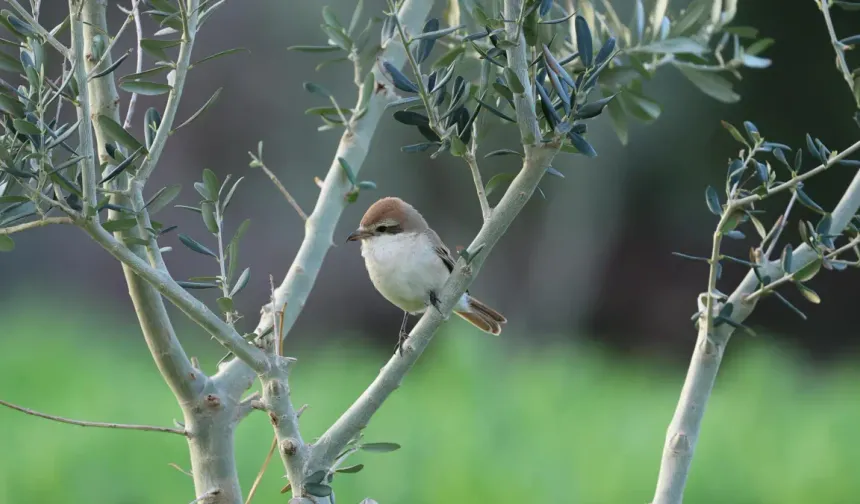Hatay Semalarında Nadir Ziyaretçi ! Orta Asya'da Gelmiş