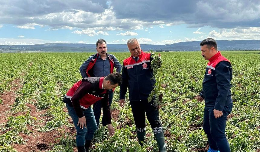 Reyhanlı’da Hasar Tespiti Başladı: Tarlalarda Zarar Büyük