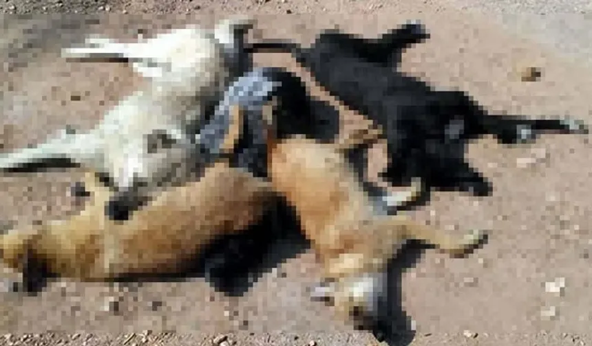 Kırıkhan’da Dehşet ! 25 Köpek Zehirlenerek Öldürüldü