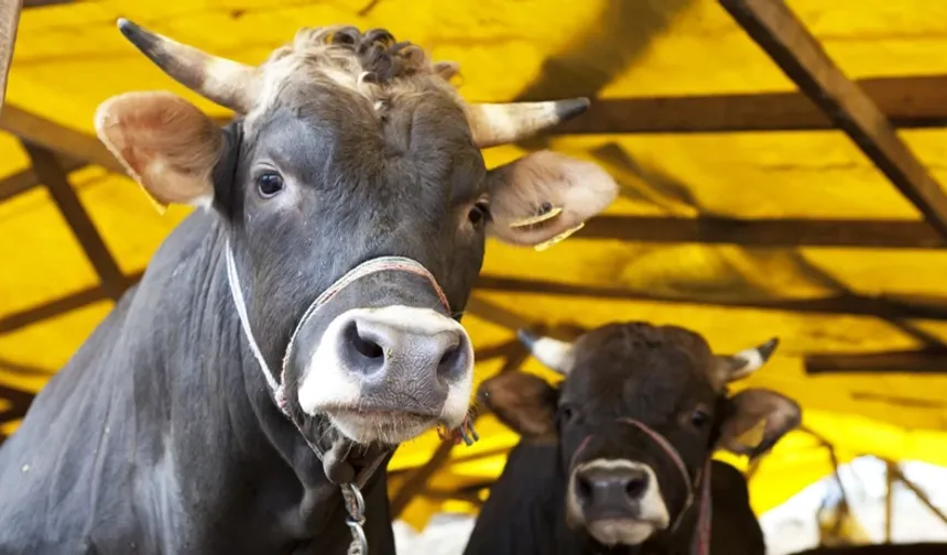 2026 Kurban Bedelleri Açıklandı!