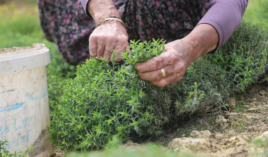 Sofraların Vazgeçilmezi Zahterde Hasat Başladı!