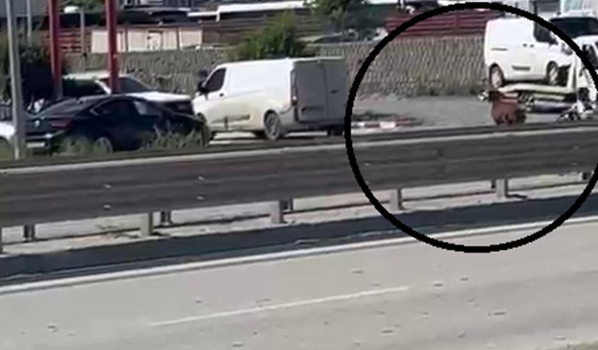 Orta Refüjü Aşıp Kaçtı! Hatay’da Firari Keçi Sahibini Peşinden Koşturdu