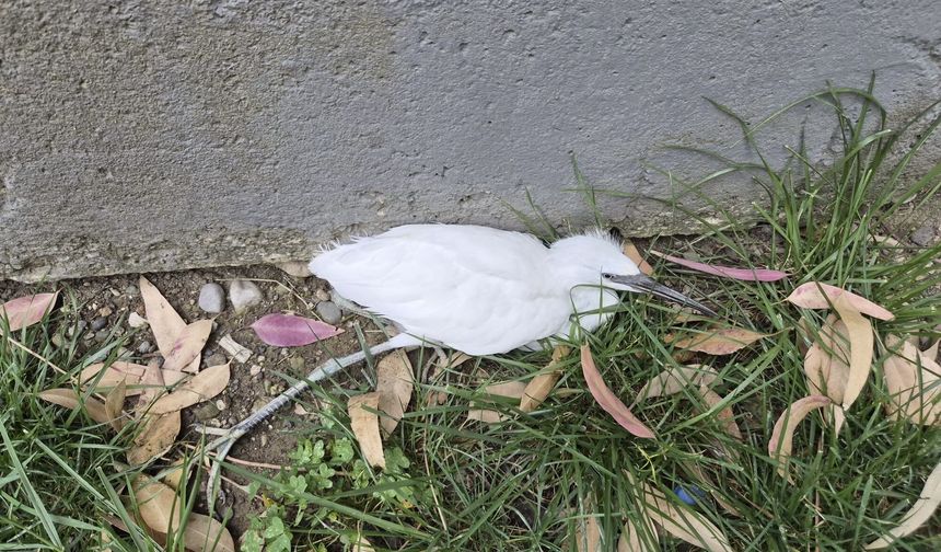 Hatay'da Bitkin Halde Bulunan Balıkçıl Tedaviye Alındı