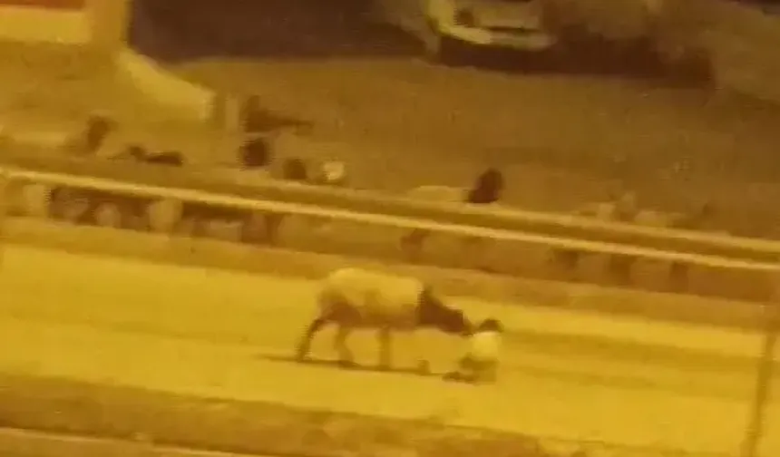 Hatay'da Kurban Bayramı Gelmeden Firar Eden Sürü Gündem Oldu!